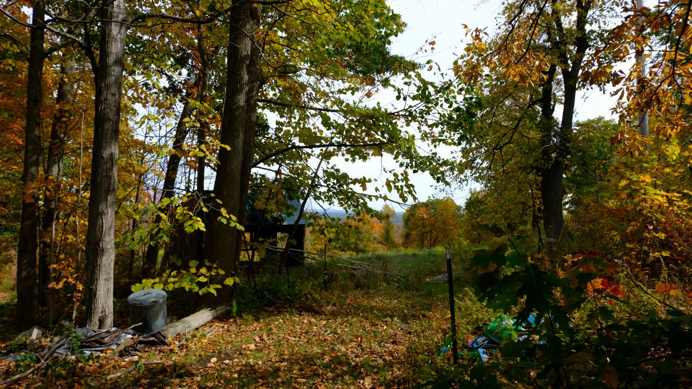 Tree work in a New England yard