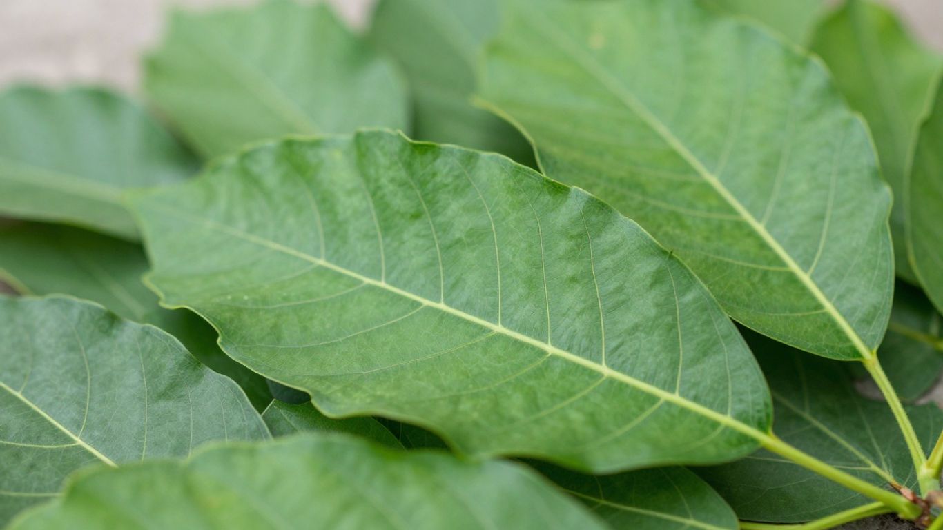 Green kratom leaves with visible veins.