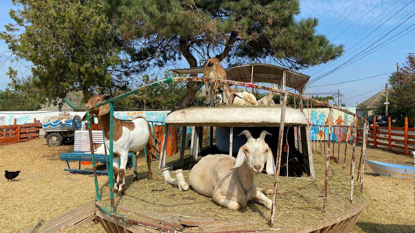 a group of cows stand in a small wooden boat