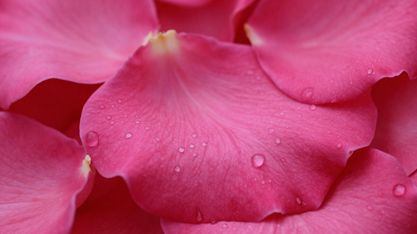Close-up of a single, dew-kissed rose petal.
