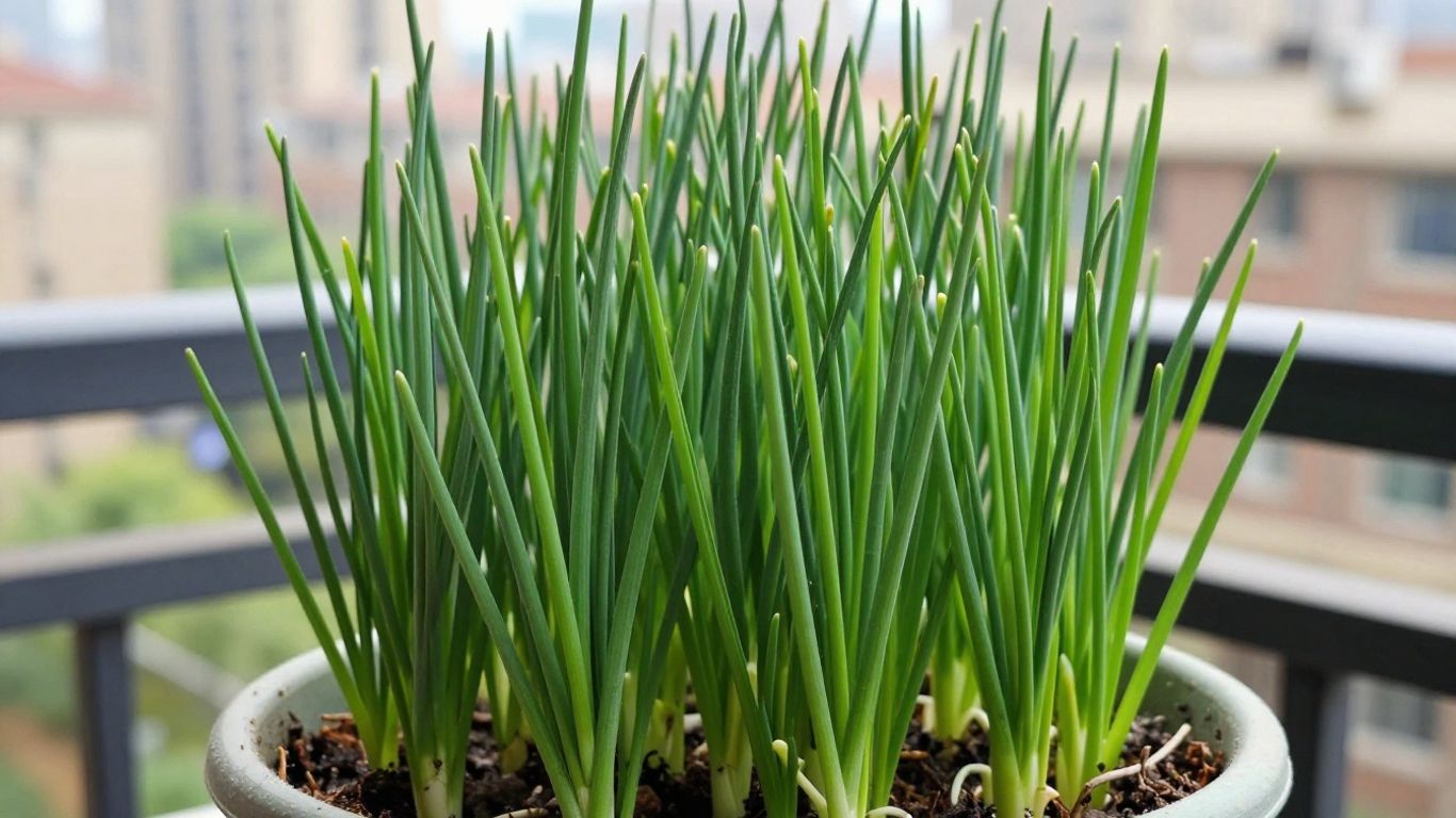 Schnittlauch auf einem Stadtbalkon