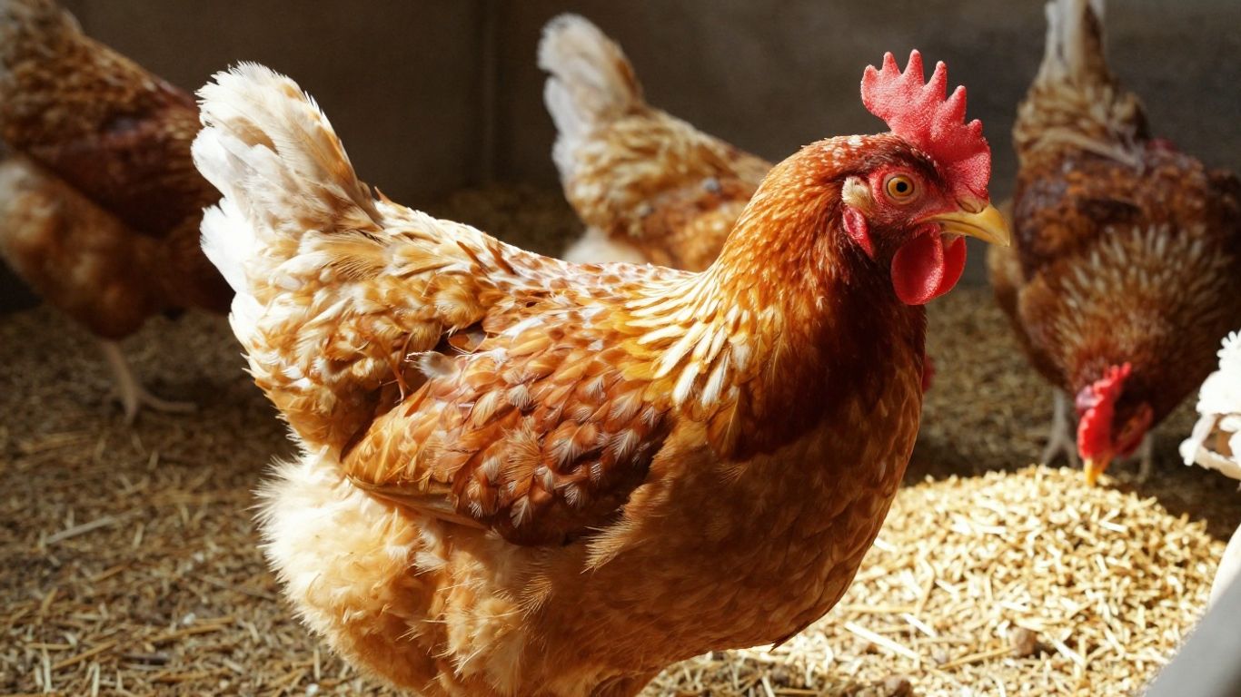 Zdrowe kurczaki w kurniku z paszą