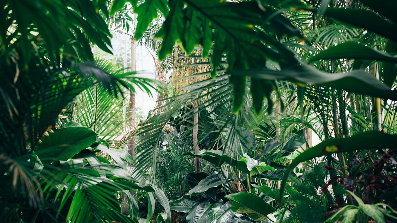 A quiet garden path with tropical plants