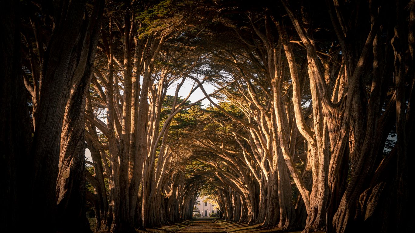 People walking through a lush stone tree tunnel