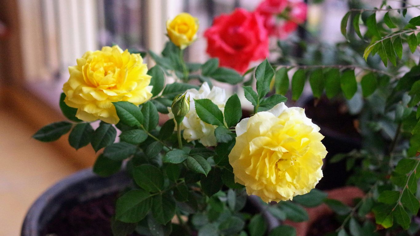 a potted plant with yellow and red flowers