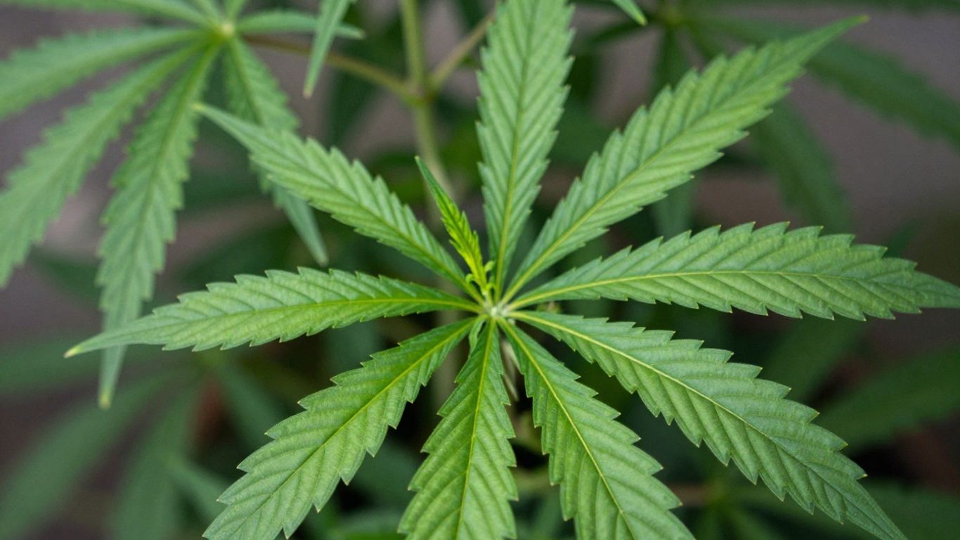 Close-up of a vibrant green cannabis leaf.
