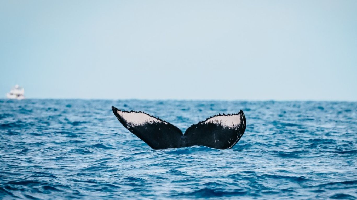 A whale's tail emerges from the blue ocean with a boat in the distance.