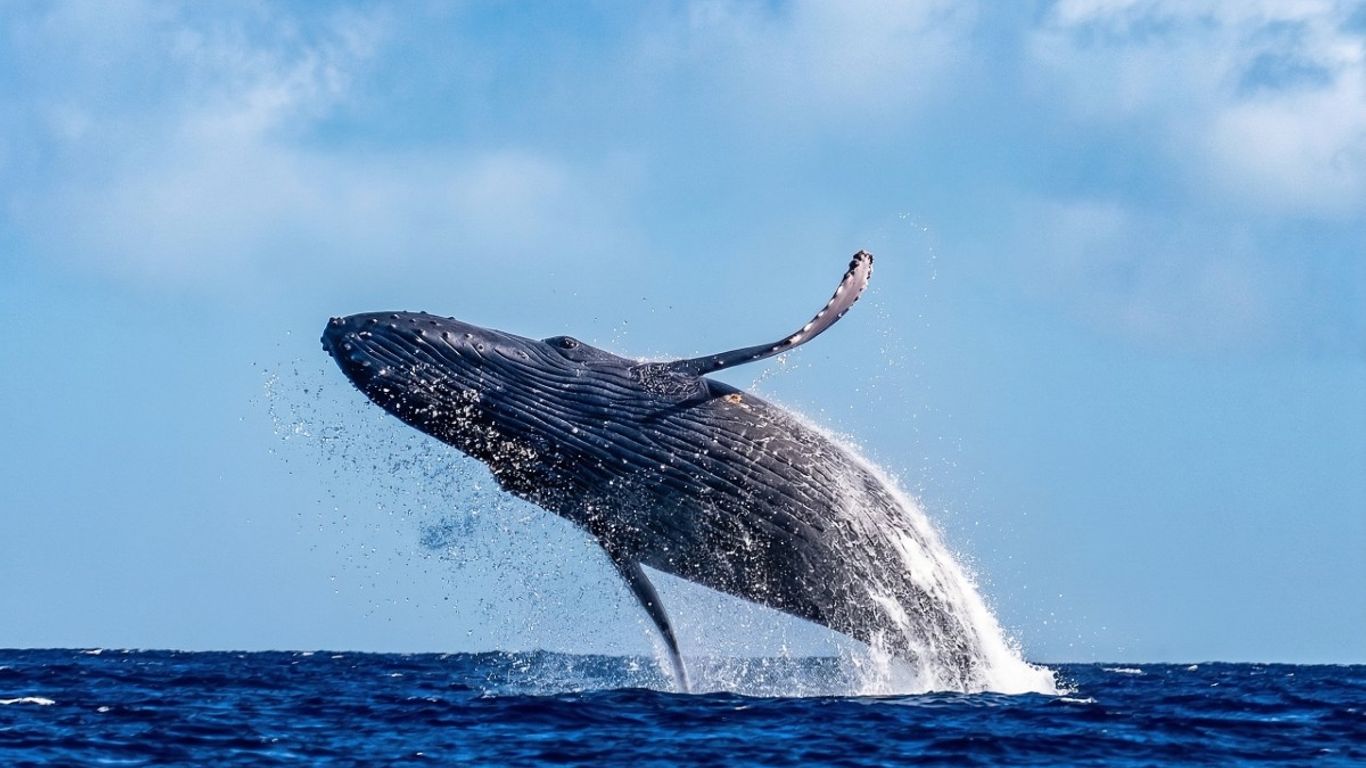 A whale breaching above the ocean surface under blue sky.