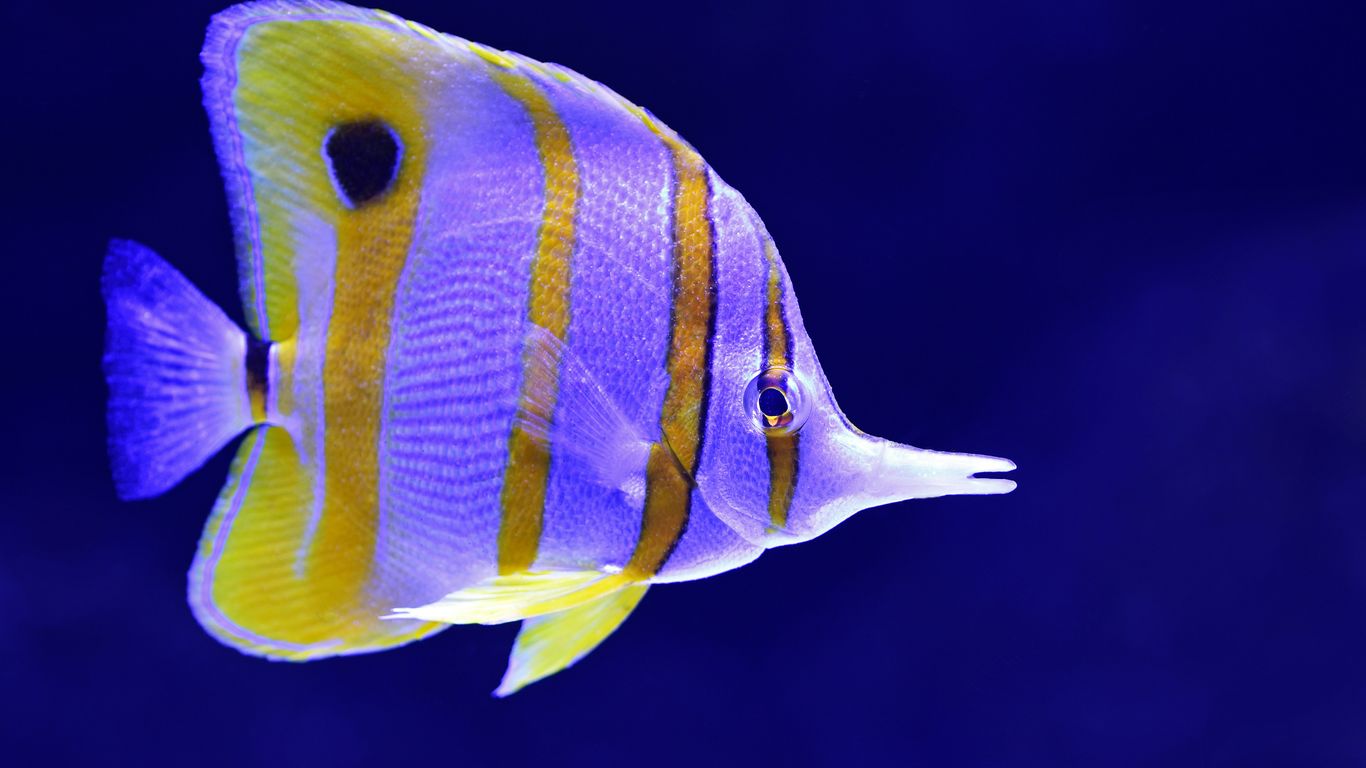 Snorkeling experience around the marine exhibits