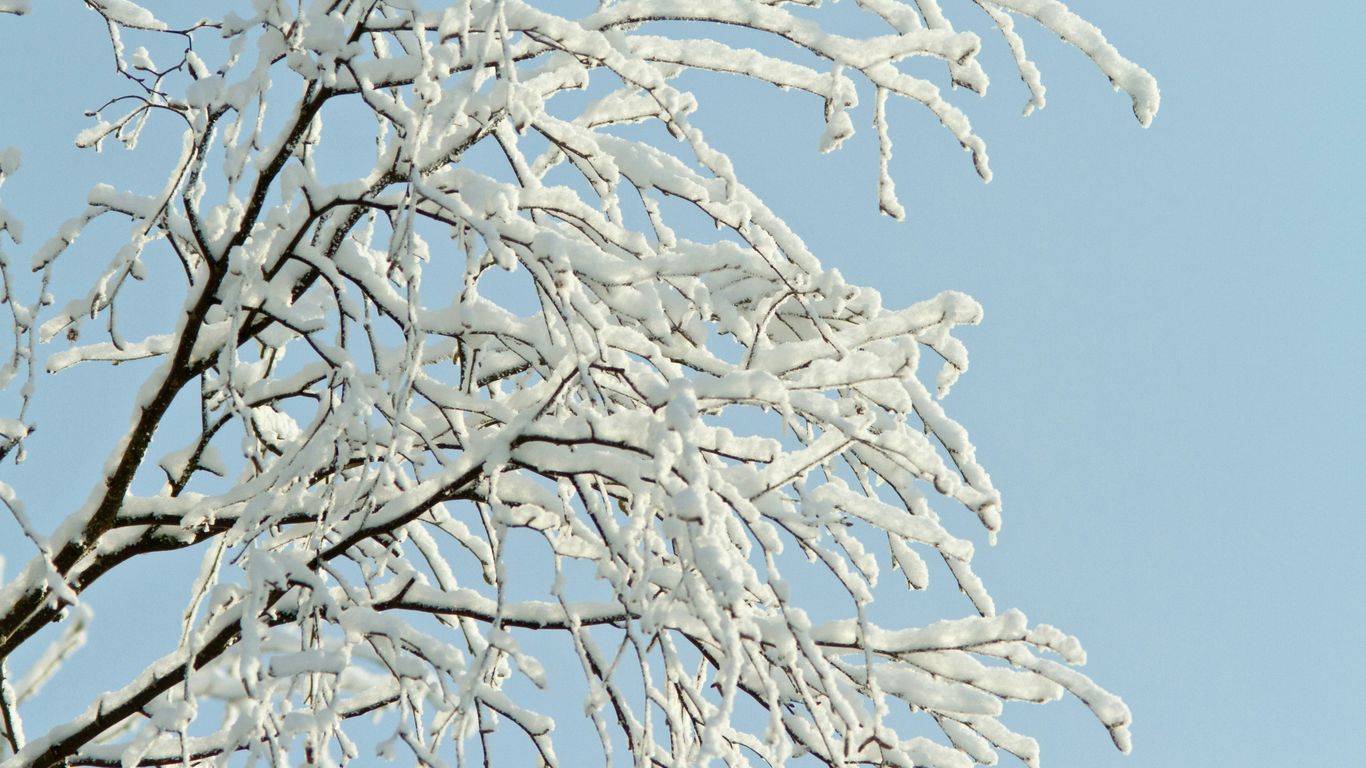 Tree crew pruning dormant winter branches