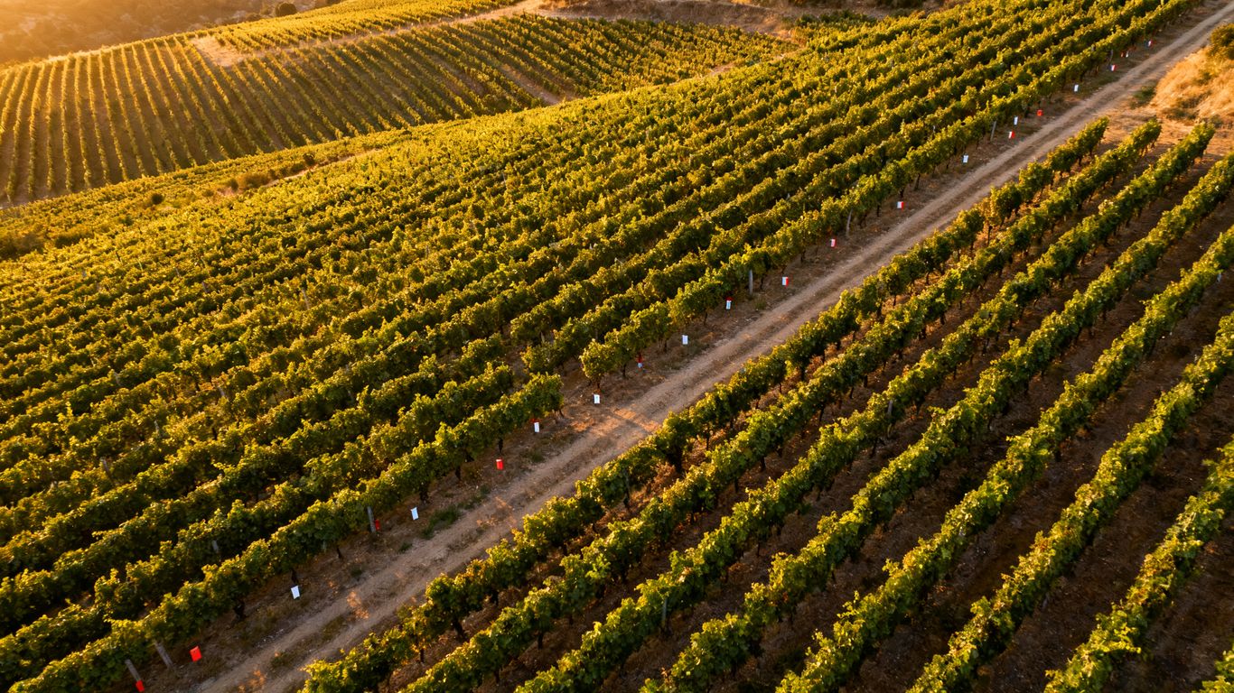 Survey drone flying above organized vineyard blocks