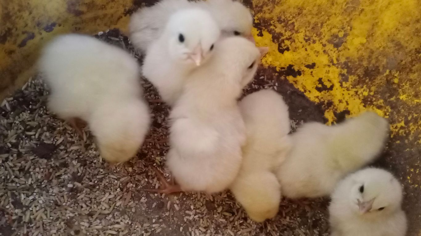 a group of chicks