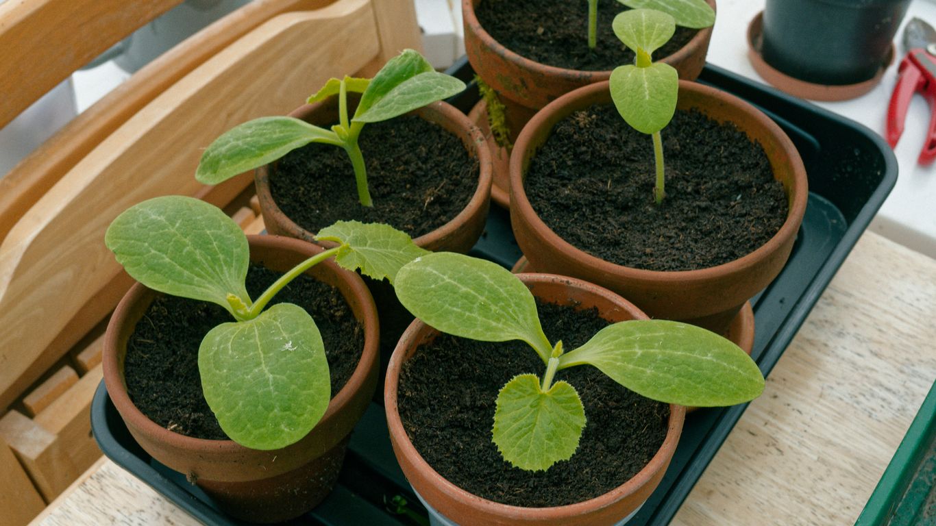 Seedlings are growing in small pots.