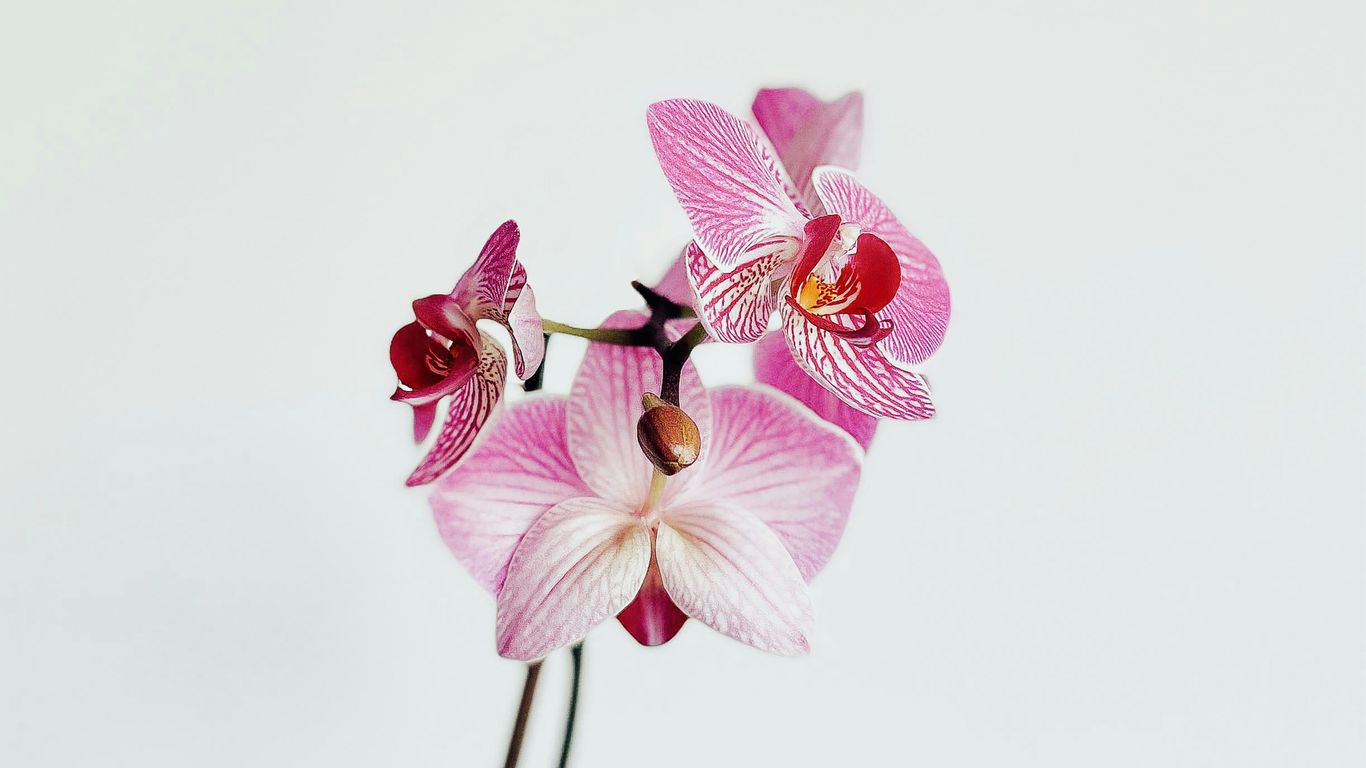 Vanda Miss Joaquim orchid bloom close up