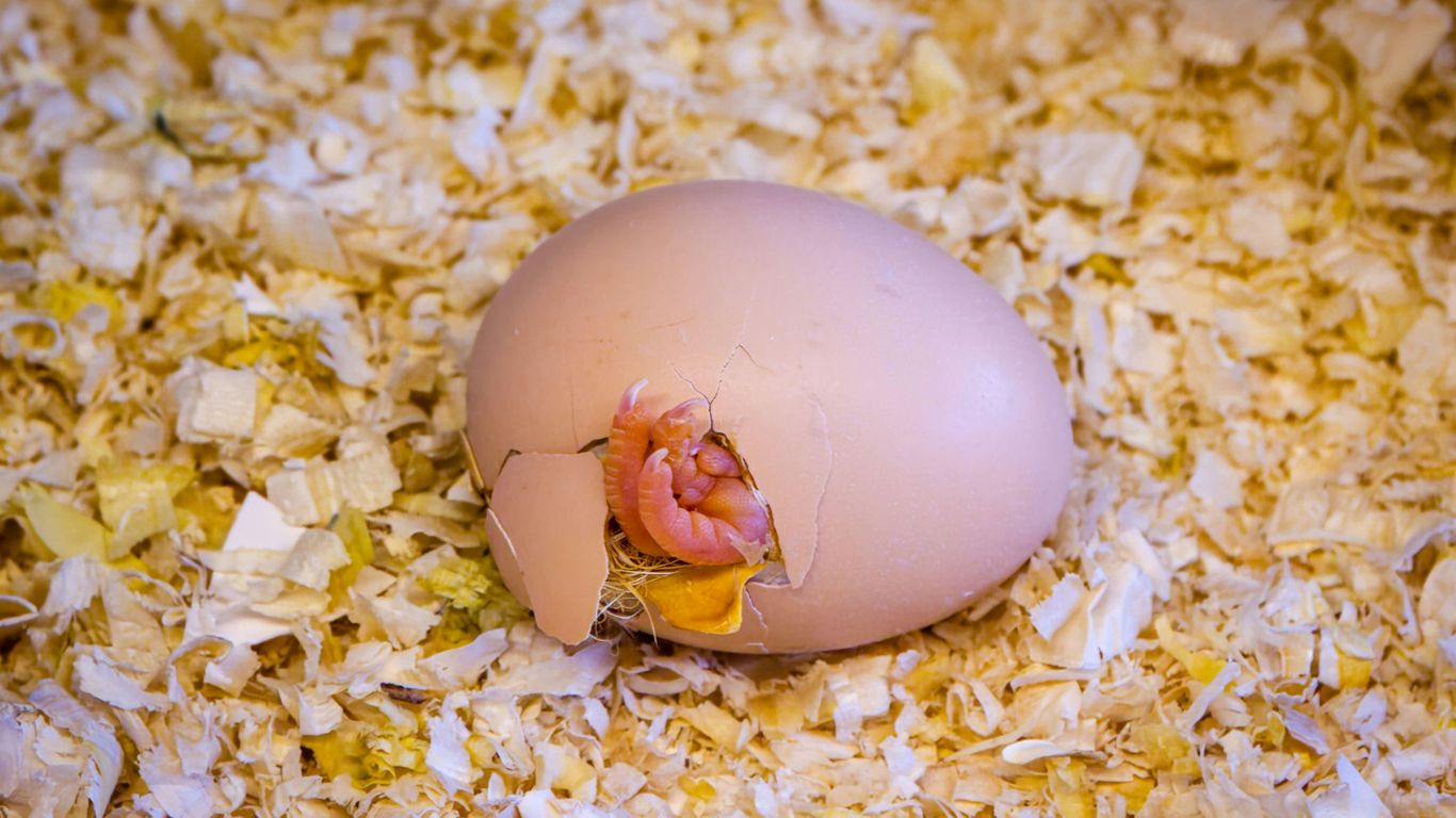 a broken egg sitting on top of a pile of shredded paper
