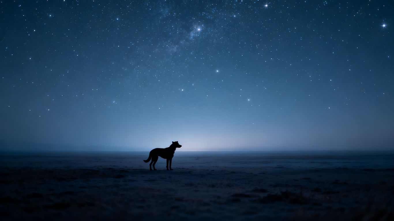 Dog under a starry sky