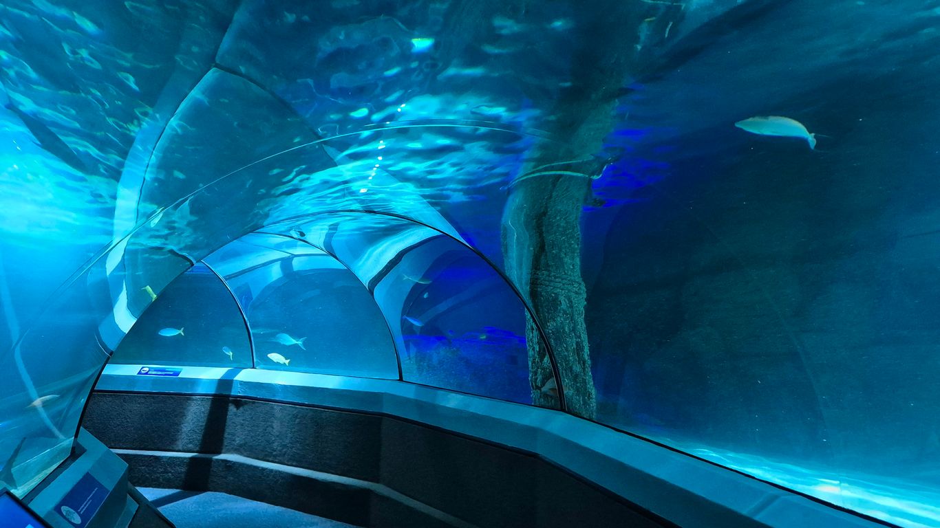 Crystal clear aquatic displays
