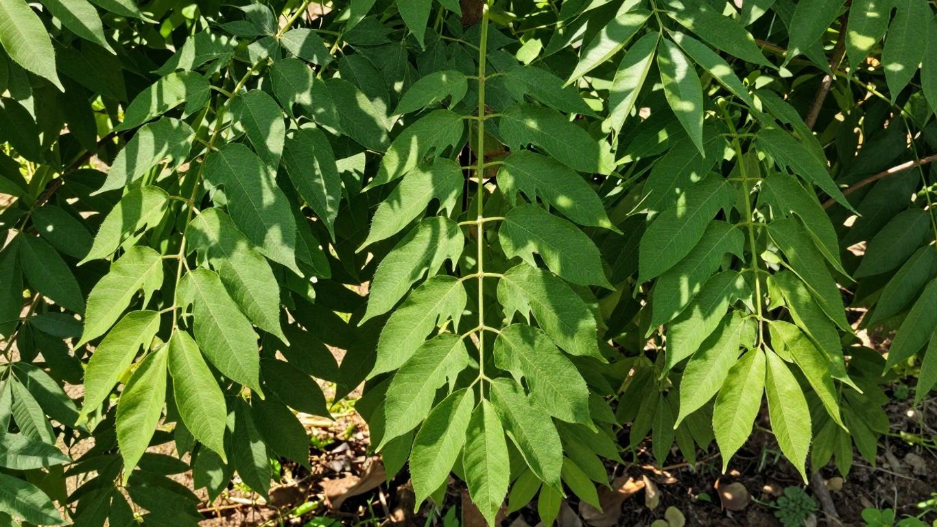Moringa Powder Wholesale Suppliers: A Procurement Guide for Distributors and Brands