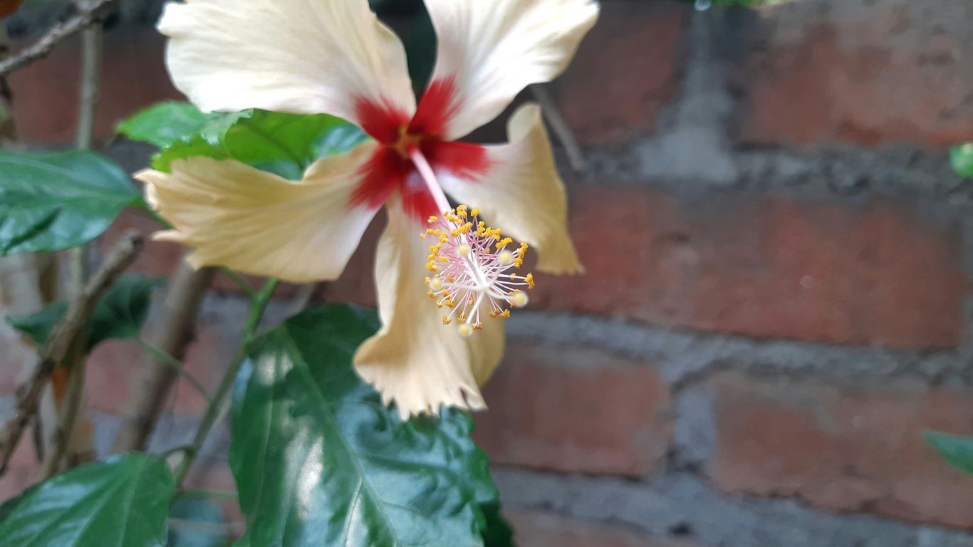 a white and yellow flower on a tree