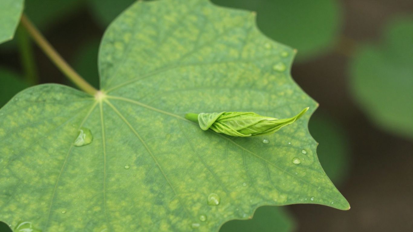 Feuille verte avec des gouttes d'eau, symbole de croissance.