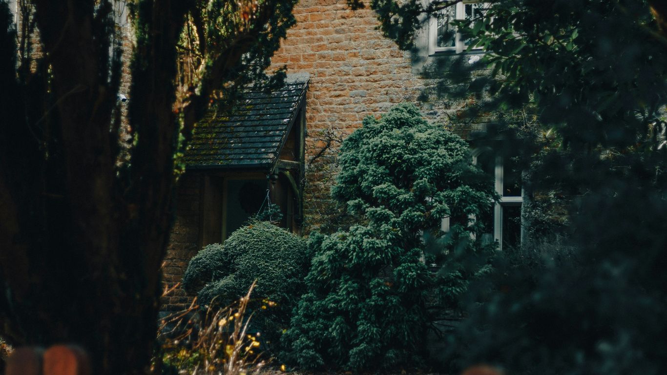 Oak tree near a house and property fence