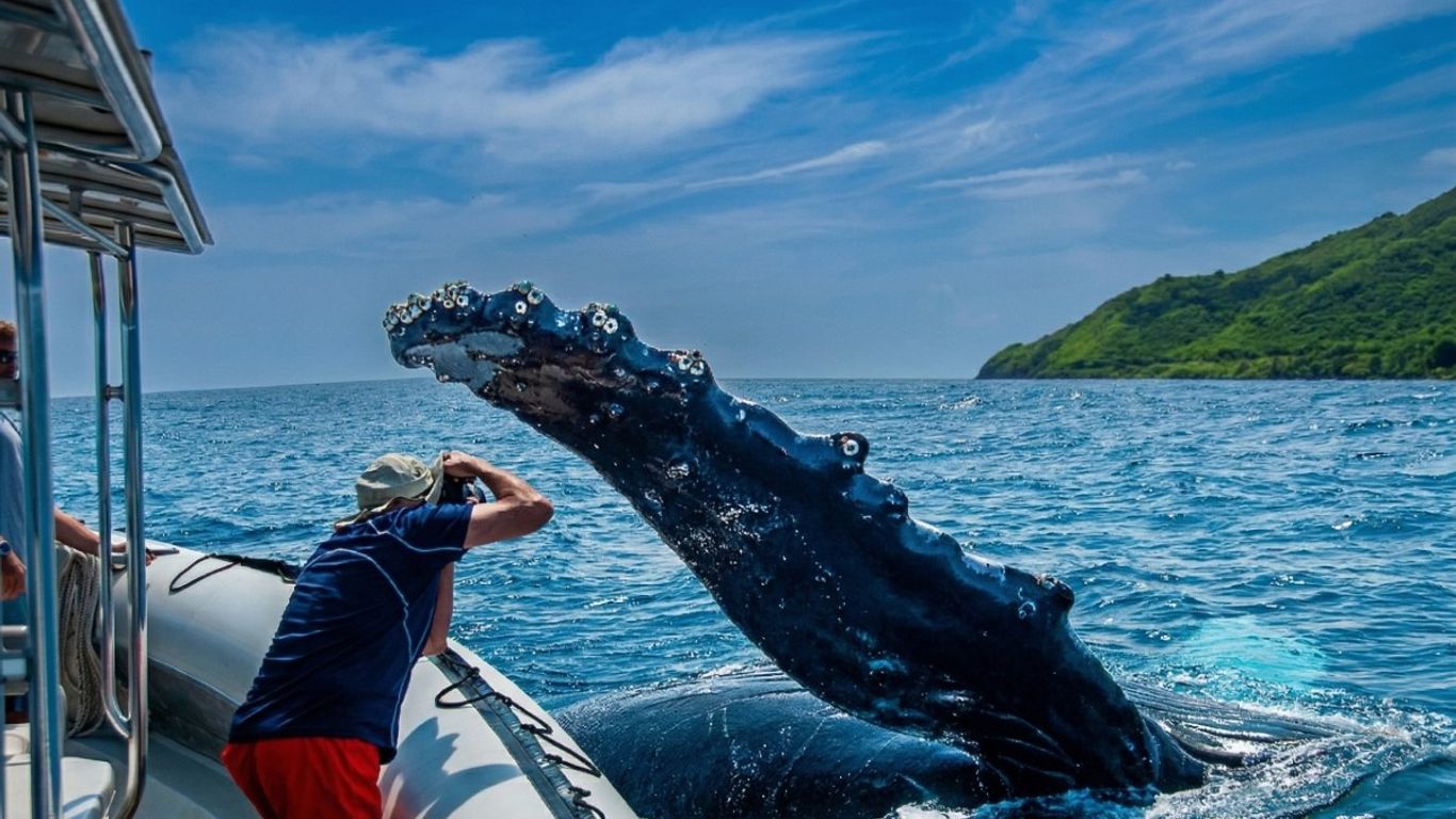 Whale breaching near a boat with a person taking a photo.