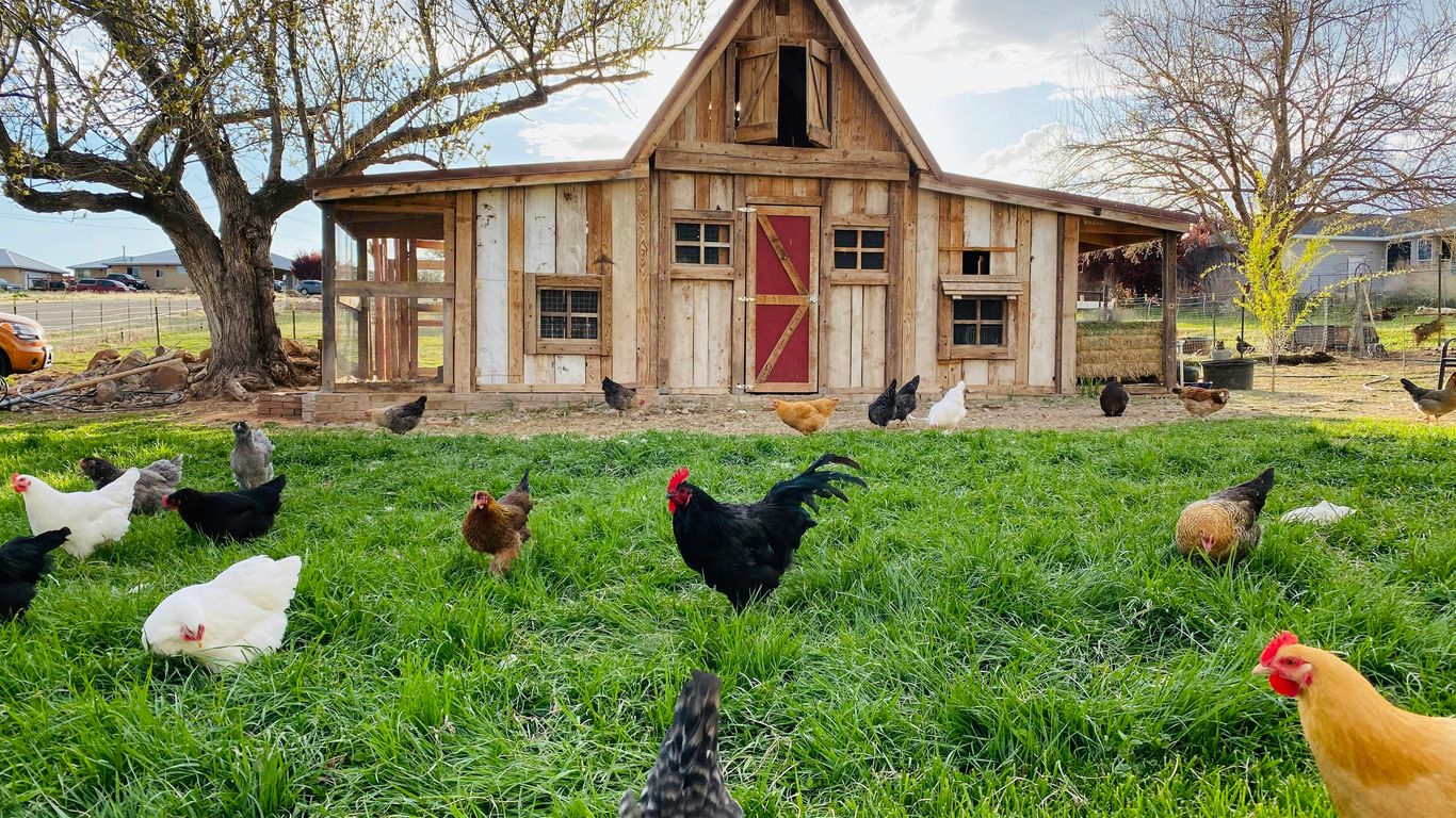 flock of chicken on green grass field during daytime
