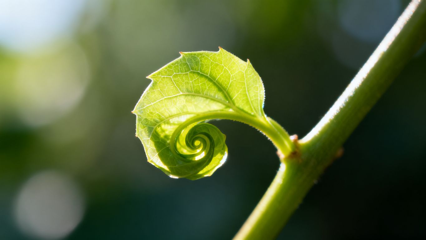 A single green leaf unfurling, symbolizing growth and focus.