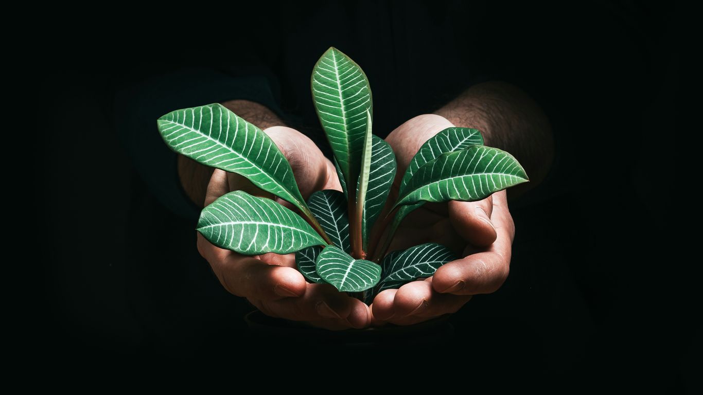 person holding green leaves in dark room