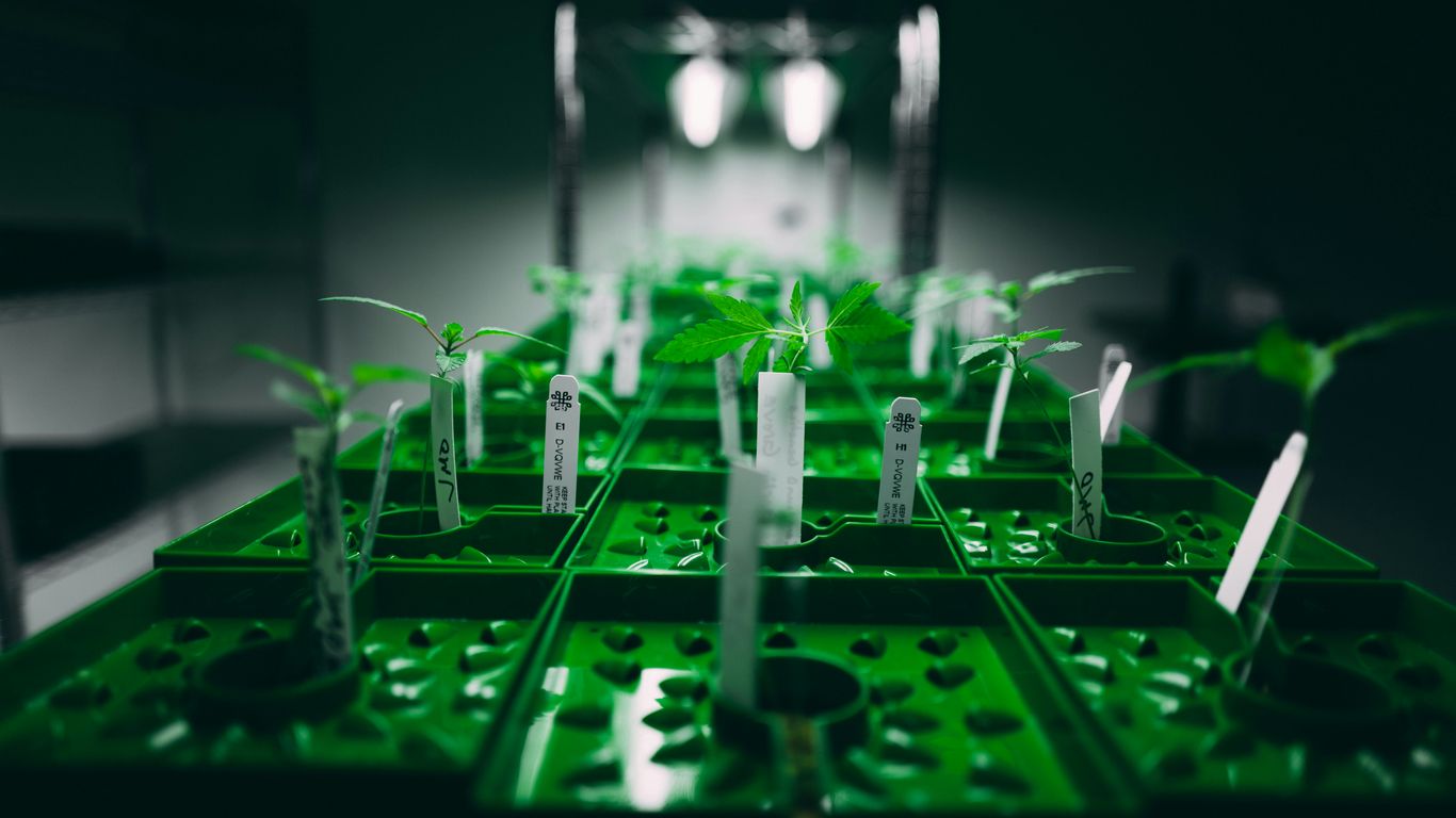 green and white plastic building blocks