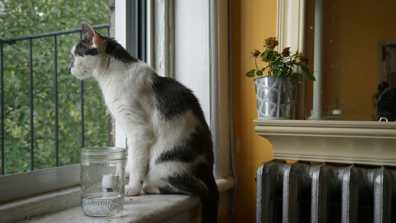 a black and white cat sitting on a window sill