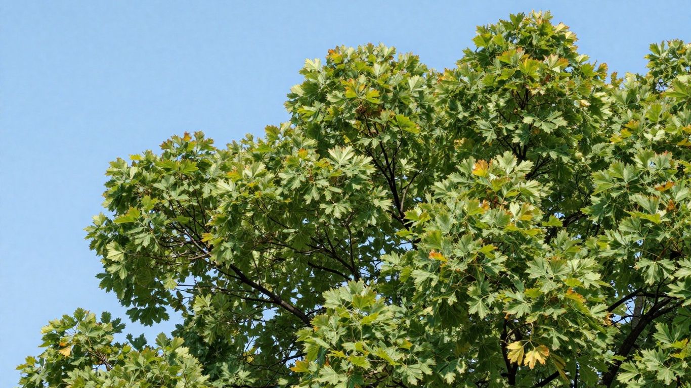 Canopy and leaves inspection