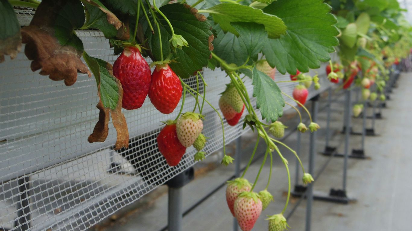 Ripe strawberries growing on vines in a greenhouse.