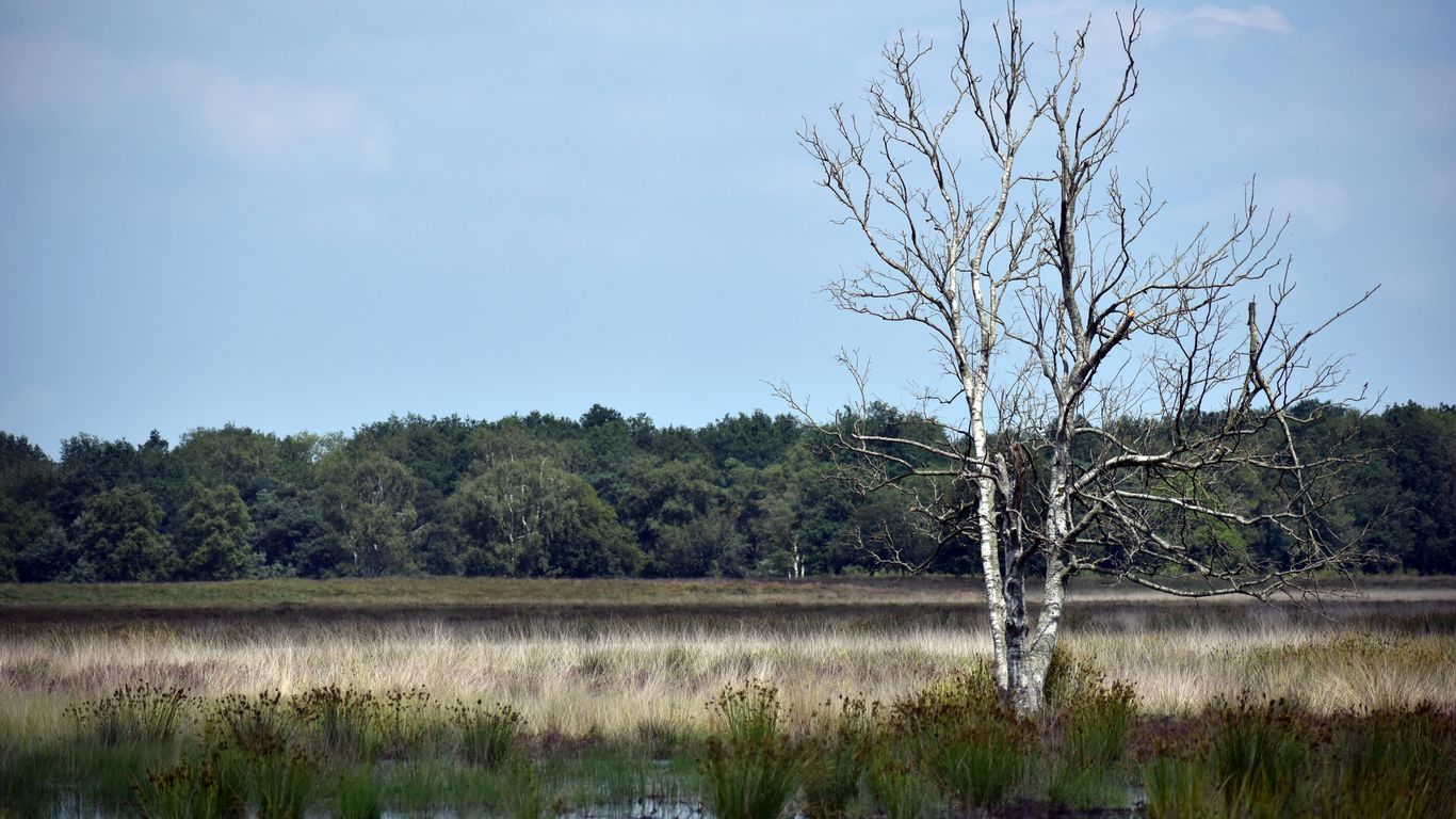 Tree near a wetland buffer in Massachusetts