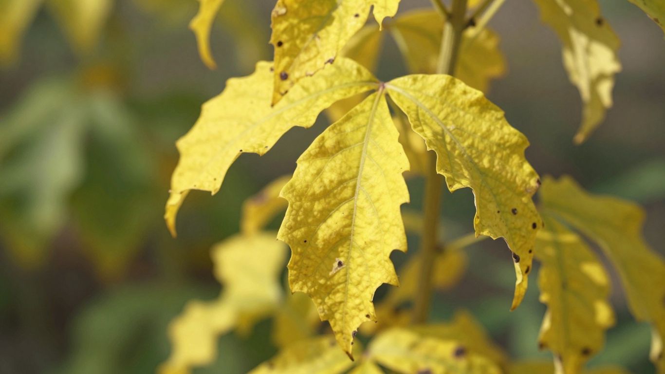 Welke plant met gele bladeren, teken van ondervoeding.