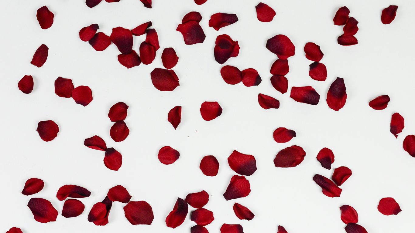 A close up shot of a preserved rose petal