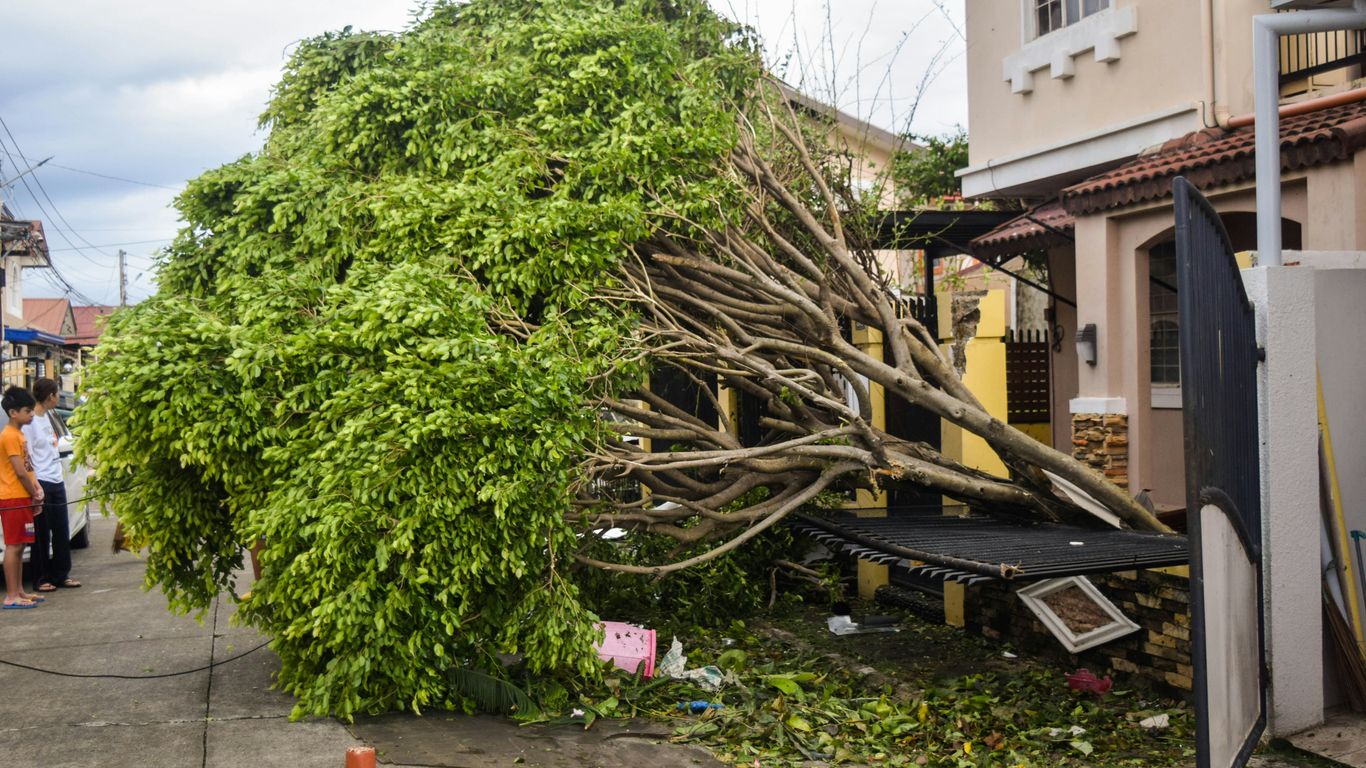 Chelmsford tree removal estimate and mature backyard tree