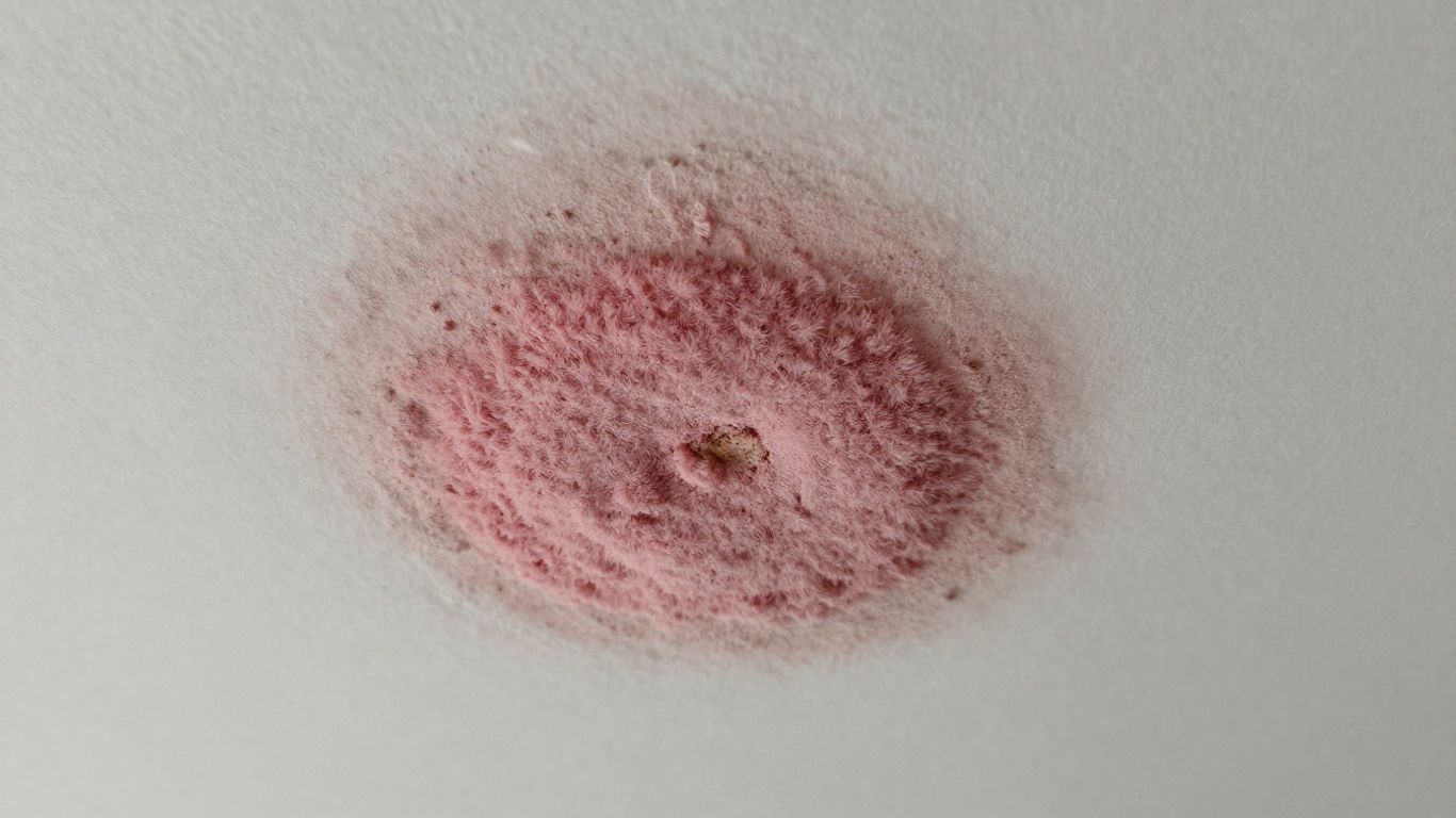 Pink mold growing on a white ceiling surface.