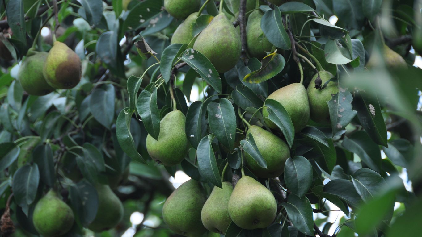 Pears hang from a tree branch.