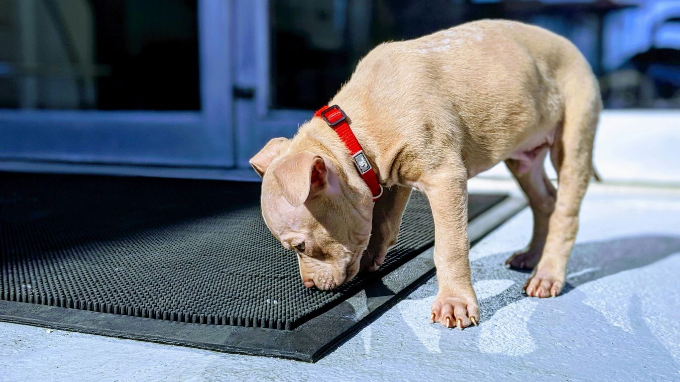Dog standing calmly on a non-slip mat