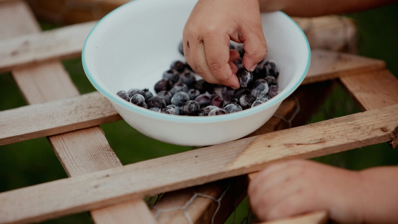 person holding blue berries in white ceramic bowl