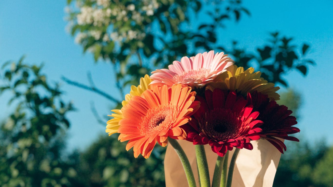 Bright gerberas in a joyful mixed bouquet