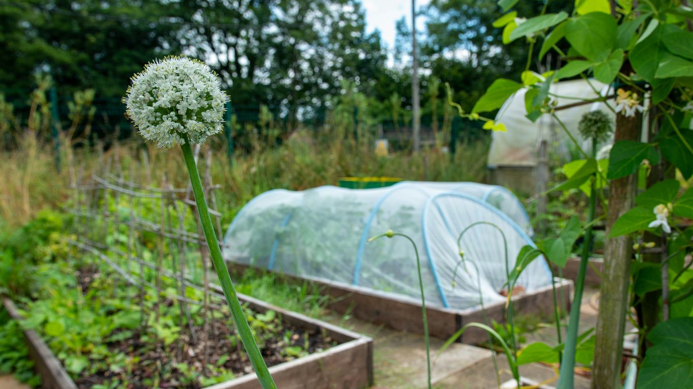Raised garden beds with vegetables under netting