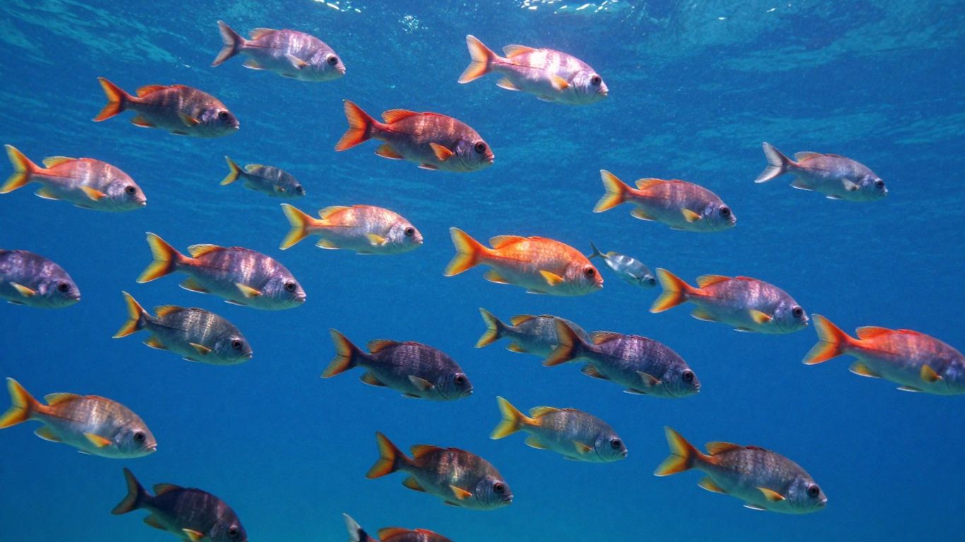 Peixes pelágicos nadando em águas azuis abertas.