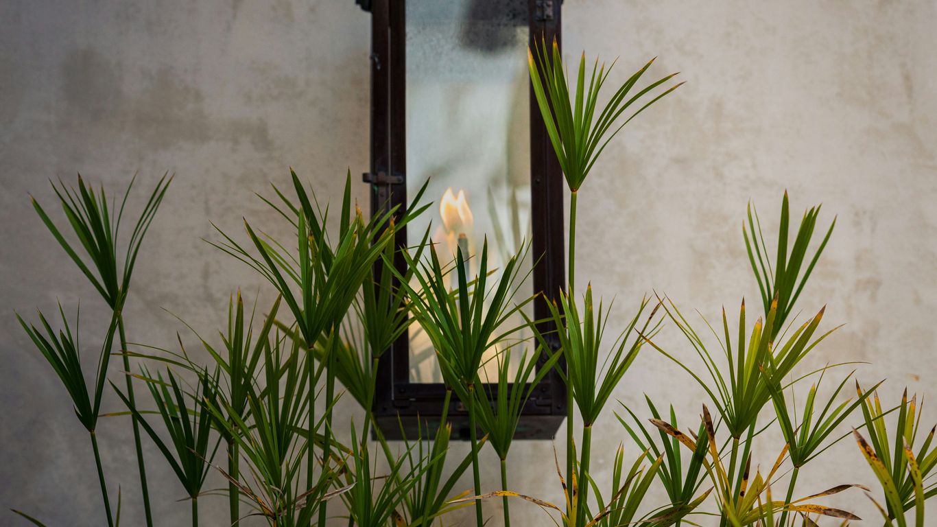 Lantern hanging on a textured wall with plants