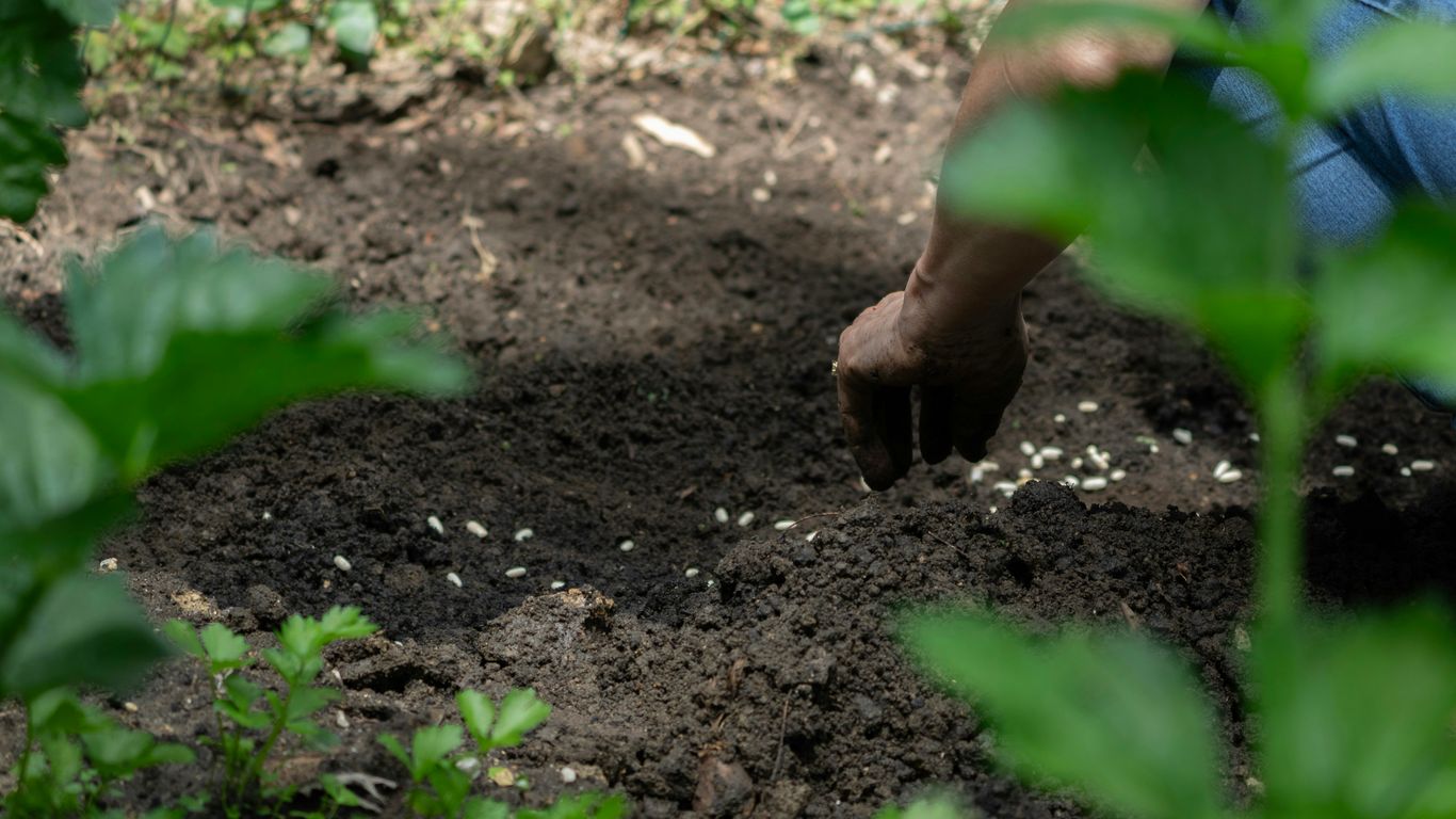 A person digging in the dirt in a garden