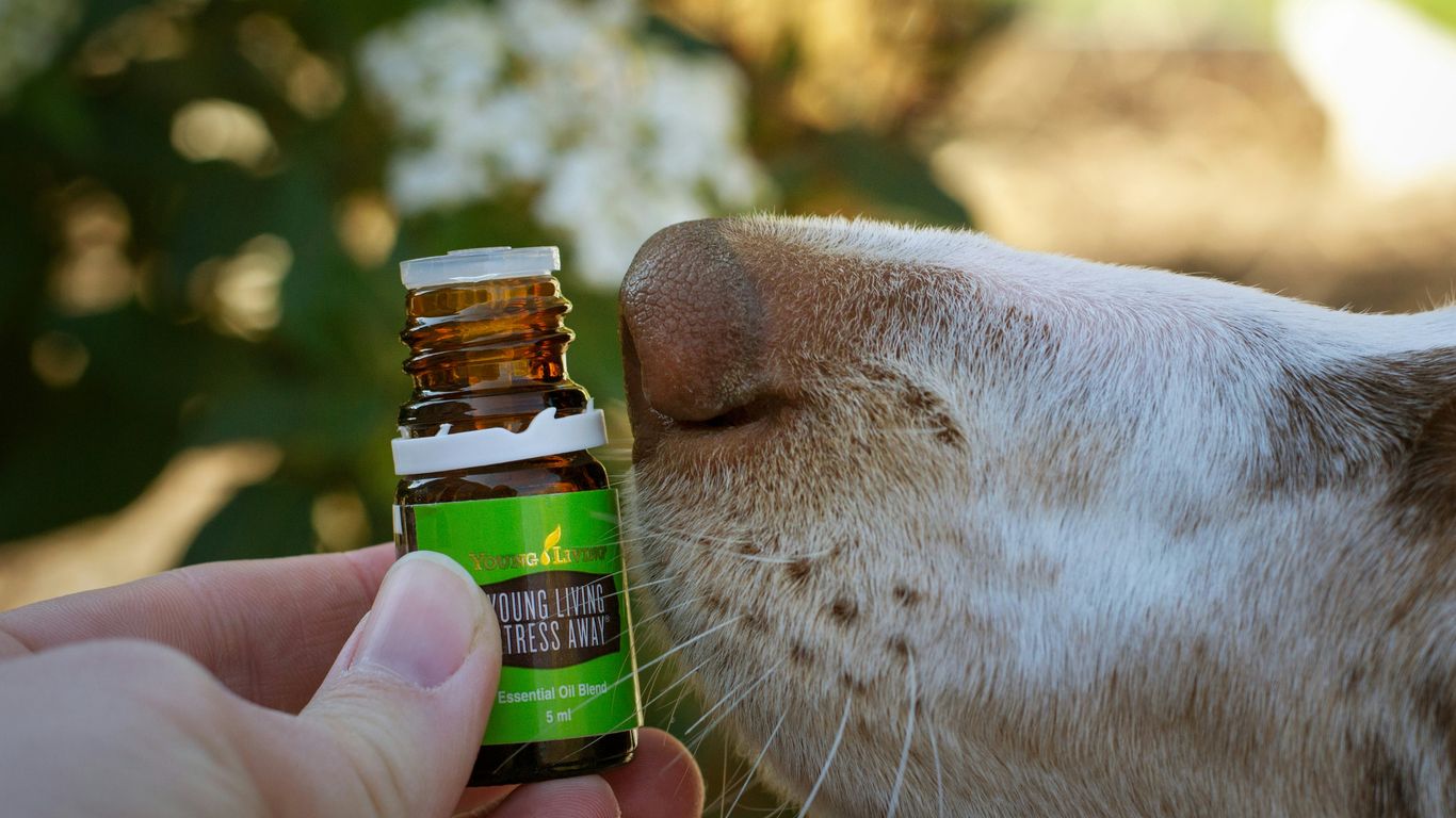 Is Patchouli Oil Toxic to Dogs? Understanding the Risks for Your Pet 3 a dog sniffing a bottle of essential oils