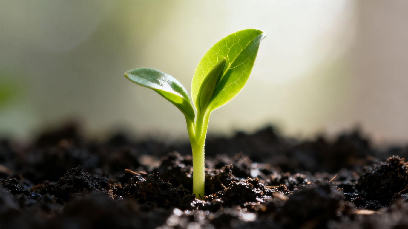A single green sprout growing from dark soil.