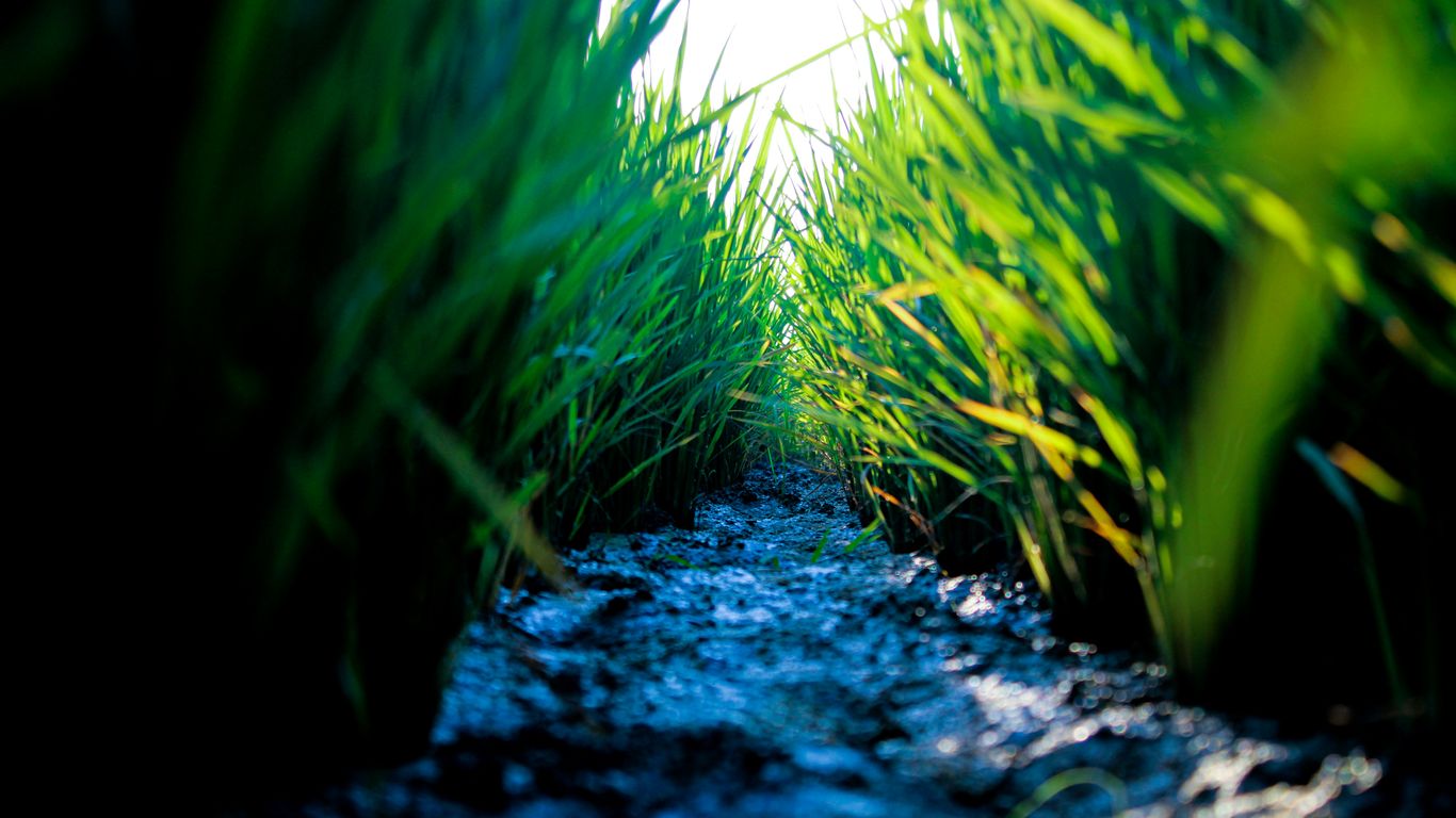 green grass on gray dirt road during daytime