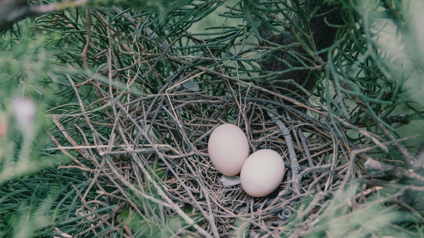 Two eggs sit safely in a bird's nest.